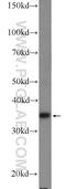 RNA Binding Motif Protein 11 antibody, 17220-1-AP, Proteintech Group, Western Blot image 