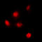 SPT3 Homolog, SAGA And STAGA Complex Component antibody, GTX56121, GeneTex, Immunocytochemistry image 