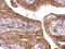 FUS RNA Binding Protein antibody, PA5-27531, Invitrogen Antibodies, Immunohistochemistry frozen image 