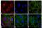 Rat IgG Isotype Control antibody, Q-11621MP, Invitrogen Antibodies, Immunofluorescence image 
