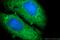PiggyBac Transposable Element Derived 1 antibody, 25539-1-AP, Proteintech Group, Immunofluorescence image 