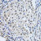 LSM4 antibody, 19-925, ProSci, Immunoprecipitation image 