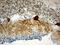Homer Scaffold Protein 1 antibody, LS-C796079, Lifespan Biosciences, Immunohistochemistry paraffin image 