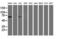 Peroxisome Proliferator Activated Receptor Alpha antibody, LS-C337491, Lifespan Biosciences, Western Blot image 