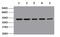 Beta-Actin antibody, MBS9400413, MyBioSource, Western Blot image 