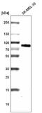 5,6-dihydroxyindole-2-carboxylic acid oxidase antibody, NBP2-61142, Novus Biologicals, Western Blot image 