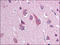 Sodium Voltage-Gated Channel Beta Subunit 2 antibody, AP08900PU-N, Origene, Immunohistochemistry frozen image 