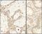 Fas Associated Factor 1 antibody, NBP1-47276, Novus Biologicals, Immunohistochemistry paraffin image 