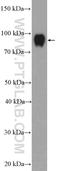 Interleukin enhancer-binding factor 3 antibody, 19887-1-AP, Proteintech Group, Western Blot image 