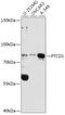 Pentatricopeptide Repeat Domain 1 antibody, 16-498, ProSci, Western Blot image 