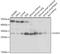 Chloride Intracellular Channel 4 antibody, A7088, ABclonal Technology, Western Blot image 