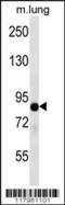 TLE Family Member 2, Transcriptional Corepressor antibody, 56-312, ProSci, Western Blot image 