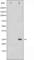 Transketolase antibody, abx012256, Abbexa, Western Blot image 