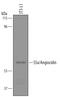 Proteasome 26S Subunit, Non-ATPase 4 antibody, AF5540, R&D Systems, Western Blot image 