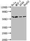 SRY-Box 10 antibody, CSB-RA592917A0HU, Cusabio, Western Blot image 