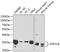 Protein Phosphatase 1 Catalytic Subunit Beta antibody, A04022, Boster Biological Technology, Western Blot image 