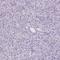 Thyroid Hormone Receptor Interactor 13 antibody, HPA053093, Atlas Antibodies, Immunohistochemistry frozen image 