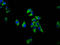 Semaphorin 6D antibody, LS-C681298, Lifespan Biosciences, Immunofluorescence image 