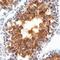 Serine Protease 21 antibody, AF6820, R&D Systems, Immunohistochemistry frozen image 