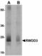 RWD Domain Containing 3 antibody, LS-B5041, Lifespan Biosciences, Western Blot image 