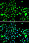 Inositol Hexakisphosphate Kinase 2 antibody, 14-983, ProSci, Immunofluorescence image 