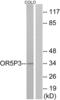 Olfactory Receptor Family 5 Subfamily P Member 3 antibody, abx015446, Abbexa, Western Blot image 