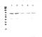 Cullin 4A antibody, A01579-1, Boster Biological Technology, Western Blot image 