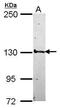 Structural Maintenance Of Chromosomes 5 antibody, PA5-30460, Invitrogen Antibodies, Western Blot image 