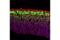 T-Box, Brain 1 antibody, 49661S, Cell Signaling Technology, Immunofluorescence image 