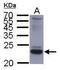 small S Protein antibody, PA5-28812, Invitrogen Antibodies, Western Blot image 