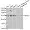 SMAD Family Member 1 antibody, abx001021, Abbexa, Western Blot image 