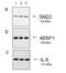 Goat IgG antibody, A27014, Invitrogen Antibodies, Western Blot image 