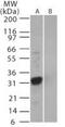Non-structural protein 3b antibody, PA1-41282, Invitrogen Antibodies, Western Blot image 