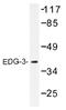 Sphingosine-1-Phosphate Receptor 3 antibody, AP01423PU-N, Origene, Western Blot image 