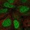 Argonaute RISC Catalytic Component 3 antibody, HPA075436, Atlas Antibodies, Immunofluorescence image 