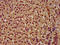 Pygopus Family PHD Finger 2 antibody, LS-C673147, Lifespan Biosciences, Immunohistochemistry paraffin image 