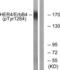 Erb-B2 Receptor Tyrosine Kinase 4 antibody, LS-C199055, Lifespan Biosciences, Western Blot image 