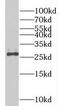 Programmed Cell Death 10 antibody, FNab06237, FineTest, Western Blot image 