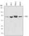 T-Box 2 antibody, MAB5040, R&D Systems, Western Blot image 