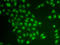 Cryptochrome Circadian Regulator 2 antibody, LS-B14392, Lifespan Biosciences, Immunofluorescence image 