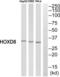 Homeobox D8 antibody, abx014535, Abbexa, Western Blot image 