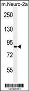 Von Willebrand Factor A Domain Containing 3B antibody, 55-127, ProSci, Western Blot image 
