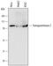 Transglutaminase 2 antibody, MAB4376, R&D Systems, Western Blot image 