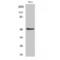 Cell adhesion molecule 1 antibody, LS-C386534, Lifespan Biosciences, Western Blot image 