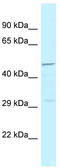 Histamine Receptor H3 antibody, TA343197, Origene, Western Blot image 
