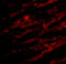 Unc-93 Homolog B1, TLR Signaling Regulator antibody, A03864, Boster Biological Technology, Immunofluorescence image 