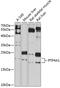 Protein Tyrosine Phosphatase 4A1 antibody, 14-378, ProSci, Western Blot image 