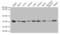 Annexin A5 antibody, LS-B12676, Lifespan Biosciences, Western Blot image 