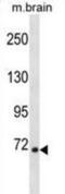 Ribosomal Protein S6 Kinase A1 antibody, abx029528, Abbexa, Western Blot image 