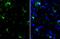 AIF1 antibody, GTX635363, GeneTex, Immunohistochemistry paraffin image 